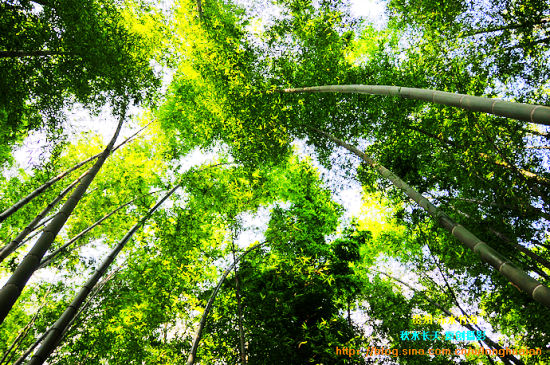 新浪旅游配图：仰天看到的全是竹子 摄影：秋水长天